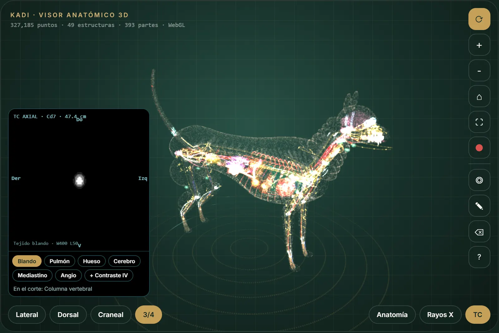 Visor anatómico 3D KADI v2.2.1: gato con corte axial de TC simulada a nivel de S1 y los sistemas activos